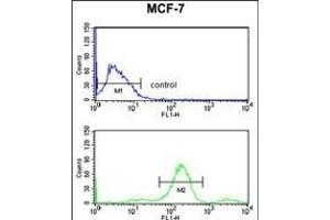 RUVBL1 Antibody (ABIN650671 and ABIN2838241) flow cytometry analysis of MCF-7 cells (bottom histogram) compared to a negative control cell (top histogram). (RUVBL1 antibody)