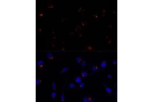 Immunofluorescence analysis of L929 cells using GOLG antibody (ABIN7267496) at dilution of 1:100. (GOLGA5 antibody  (AA 1-300))