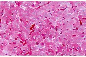 Image no. 2 for anti-Sphingosine-1-Phosphate Receptor 3 (S1PR3) (AA 201-250) antibody (ABIN1492488) (S1PR3 antibody  (AA 201-250))