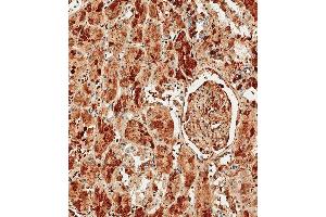 Immunohistochemical analysis of paraffin-embedded Human kidney tissue using (ABIN390450 and ABIN2840824) performed on the Leica® BOND RXm. (Albumin antibody  (C-Term))