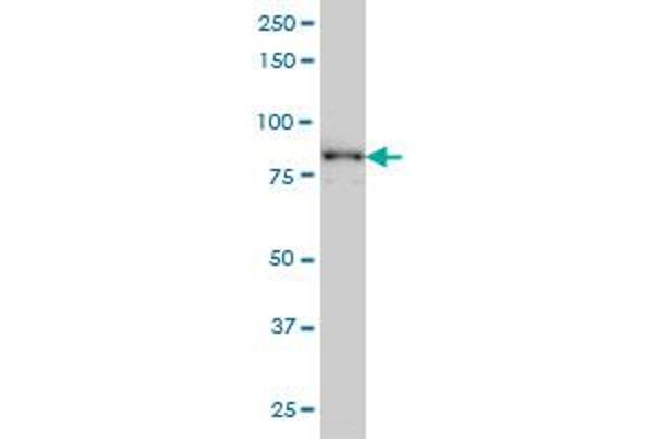 TACC3 antibody  (AA 1-100)