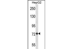 ACSS2 Antibody (Center) (ABIN657155 and ABIN2846289) western blot analysis in HepG2 cell line lysates (35 μg/lane).
