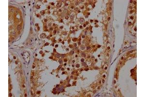 IHC image of ABIN7165482 diluted at 1:200 and staining in paraffin-embedded human testis tissue performed on a Leica BondTM system. (FAM24B antibody  (AA 22-94))