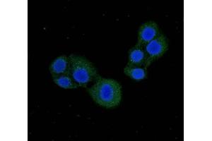 Immunofluorescent analysis of PC-3 cells using ABIN7146420 at dilution of 1:100 and Alexa Fluor 488-congugated AffiniPure Goat Anti-Rabbit IgG(H+L)