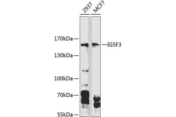 IGSF3 antibody  (AA 350-562)