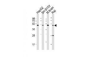 All lanes : Anti-CTBP1 Antibody (C-term) at 1:2000 dilution Lane 1: HepG2 whole cell lysates Lane 2: SH-SY5Y whole cell lysates Lane 3: mouse brain lysates Lane 4: Raji whole cell lysates Lysates/proteins at 20 μg per lane. (CTBP1 antibody  (C-Term))