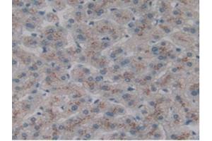 IHC-P analysis of Human Liver Tissue, with DAB staining. (CLEC10A antibody  (AA 71-239))
