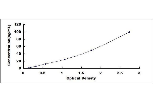 CYP1B1 ELISA Kit