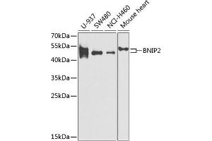 Western blot analysis of extracts of various cell lines, using BNIP2 antibody (ABIN6131406, ABIN6137618, ABIN6137619 and ABIN6221879) at 1:1000 dilution. (BNIP2 antibody  (AA 125-280))