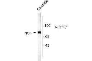 Image no. 1 for anti-N-Ethylmaleimide-Sensitive Factor (NSF) (C-Term) antibody (ABIN372691)