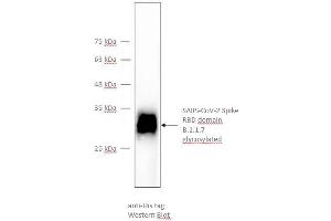 Size, purity and oligomerization state of CoV-2 spike protein RBD domain assessed by Western Blot using an anti-His antibody.