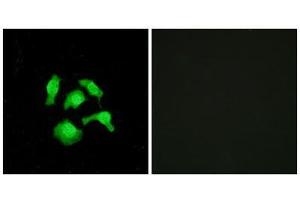 Immunofluorescence (IF) image for anti-TSC22 Domain Family, Member 1 (TSC22D1) (N-Term) antibody (ABIN1849646) (TSC22D1 antibody  (N-Term))