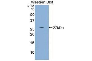 Western Blotting (WB) image for anti-Pregnancy Specific beta-1-Glycoprotein 1 (PSG1) (AA 202-401) antibody (ABIN1860334) (PSG1 antibody  (AA 202-401))