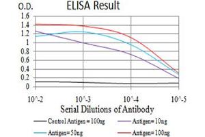 Fig. (beta 2 Adrenergic Receptor antibody  (AA 302-413))