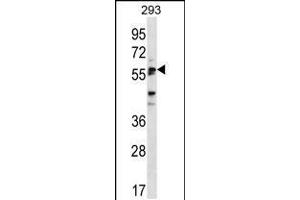 Western blot analysis in 293 cell line lysates (35ug/lane). (SIGLEC6 antibody  (C-Term))