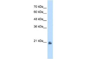 METTL7A antibody used at 2. (METTL7A antibody  (N-Term))