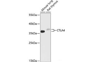 Western blot analysis of extracts of various cell lines using CTLA4 Polyclonal Antibody at dilution of 1:1000. (CTLA4 antibody)