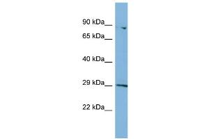 Host:  Rabbit  Target Name:  PA2G4  Sample Type:  HT1080 Whole Cell lysates  Antibody Dilution:  1.