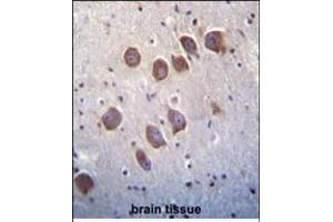 DGKQ Antibody (C-term) (ABIN392717 and ABIN2842188) immunohistochemistry analysis in formalin fixed and paraffin embedded human brain tissue followed by peroxidase conjugation of the secondary antibody and DAB staining.