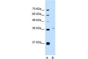 PEX3 antibody  (N-Term)