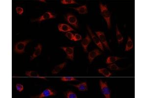Immunofluorescence analysis of L929 cells using WNT10B Polyclonal Antibody at dilution of 1:100. (WNT10B antibody)