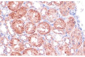 Immunohistochemistry of paraffin-embedded Rat kidney using SHMT1 Polyclonal Antibody at dilution of 1:100 (40x lens). (SHMT1 antibody)