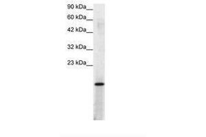 Image no. 2 for anti-Activated RNA Polymerase II Transcriptional Coactivator p15 (SUB1) (AA 62-111) antibody (ABIN307416) (SUB1 antibody  (AA 62-111))