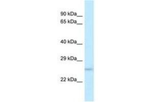 Image no. 1 for anti-Dual Specificity Phosphatase 19 (DUSP19) (N-Term) antibody (ABIN6747619) (DUSP19 antibody  (N-Term))