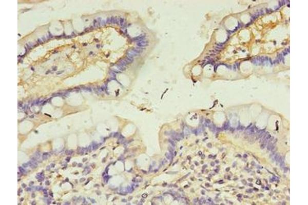 CALML4 antibody  (AA 1-120)