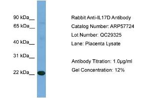 WB Suggested Anti-IL17D  Antibody Titration: 0. (IL17D antibody  (N-Term))