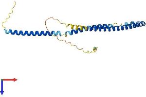 AlphaFold protein structure predicition of Human Recombinant CCDC169 Protein, UniprotID A6NNP5 (CCDC169 Protein (AA 1-214) (His tag))