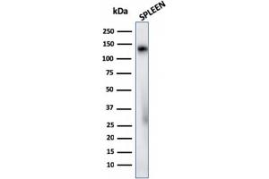 Western Blot Analysis of human Spleen tissue lysate using CD68 Rabbit Recombinant Monoclonal Antibody (C68/2908R). (Recombinant CD68 antibody)