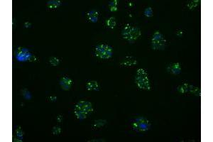 Immunofluorescence (IF) image for anti-Induced Myeloid Leukemia Cell Differentiation Protein Mcl-1 (MCL1) antibody (ABIN1499344) (MCL-1 antibody)