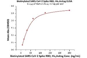 Immobilized Human ACE2, Fc Tag (ABIN6952459,ABIN6952465) at 1 μg/mL (100 μL/well) can bind Biotinylated SARS-CoV-2 Spike RBD, His,Avitag (ABIN6992408) with a linear range of 2-63 ng/mL (QC tested).