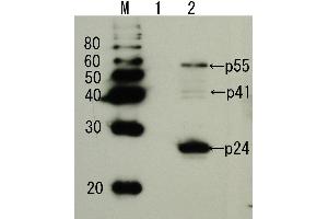 HIV-1 p24 antibody  (full length)