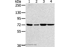 Western blot analysis of NIH/3T3, A549, 293T and hela cell, using SNX2 Polyclonal Antibody at dilution of 1:300