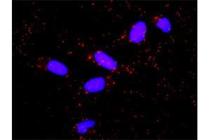 Proximity Ligation Analysis of protein-protein interactions between PIK3R5 and PIK3CG. (PIK3R5 antibody  (AA 1-494))