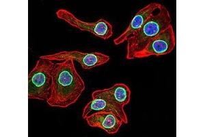 Immunocytochemistry (ICC) image for anti-Lamin B2 (LMNB2) (AA 401-600) antibody (ABIN5870700) (Lamin B2 antibody  (AA 401-600))