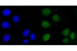 IF analysis of Angiomotin/AMOT using anti-Angiomotin/AMOT antibody (ABIN7599826). (Angiomotin antibody  (AA 12-622))
