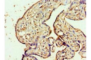 Immunohistochemistry of paraffin-embedded human placenta tissue using ABIN7160642 at dilution of 1:100 (MTMR14 antibody  (AA 1-280))