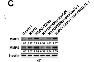 Western Blotting (WB) image for anti-Matrix Metalloproteinase 2 (MMP2) (AA 40-280) antibody (ABIN6143911)