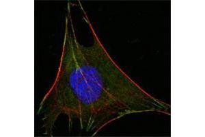 Immunofluorescence (IF) image for anti-Glucose-6-Phosphate Isomerase (GPI) antibody (ABIN969176)
