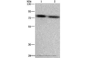 Western blot analysis of LoVo and Hela cell, using PABPC1 Polyclonal Antibody at dilution of 1:500 (PABP antibody)