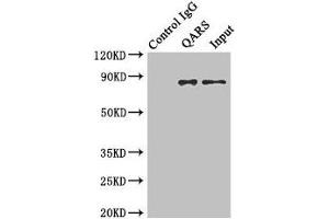 Immunoprecipitating QARS in Hela whole cell lysate Lane 1: Rabbit control IgG instead of (1 μg) instead of ABIN7154026 in Hela whole cell lysate. (QARS antibody  (AA 1-250))
