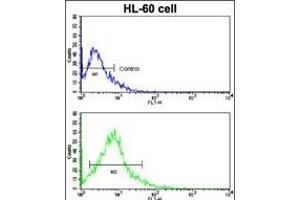 Flow cytometric analysis of HL-60 cells using ACE2 (SARS Receptor) Antibody (Center)(bottom histogram) compared to a negative control cell (top histogram). (ACE2 antibody  (AA 140-172))