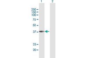 Western Blot analysis of DCPS expression in transfected 293T cell line by DCPS MaxPab polyclonal antibody. (DCPS antibody  (AA 1-337))