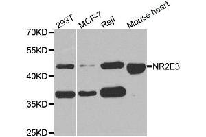 Western Blotting (WB) image for anti-Nuclear Receptor Subfamily 2, Group E, Member 3 (NR2E3) antibody (ABIN1882361)