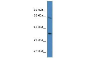 Western Blot showing Prr16 antibody used at a concentration of 1. (PRR16 antibody  (N-Term))