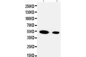 Lane 2: Recombinant Human FSTL3 Protein 5ng (FSTL3 antibody  (Middle Region))