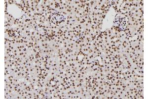 ABIN6276776 at 1/100 staining Mouse kidney tissue by IHC-P. (XPA antibody  (Internal Region))
